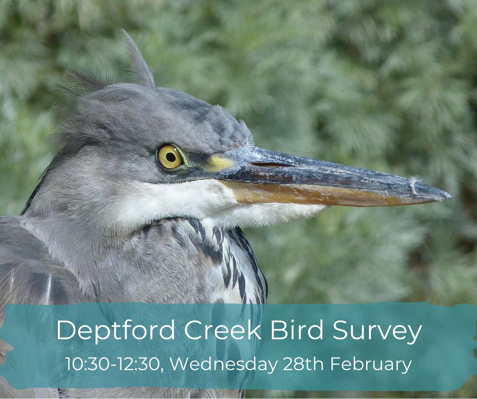 Join us as we survey the birdlife of Creek. Whether you are an expert or a complete beginner, this will be a chance to get outdoors and explore the wildlife on your doorstep. creeksidecentre.org.uk/events/deptfor…