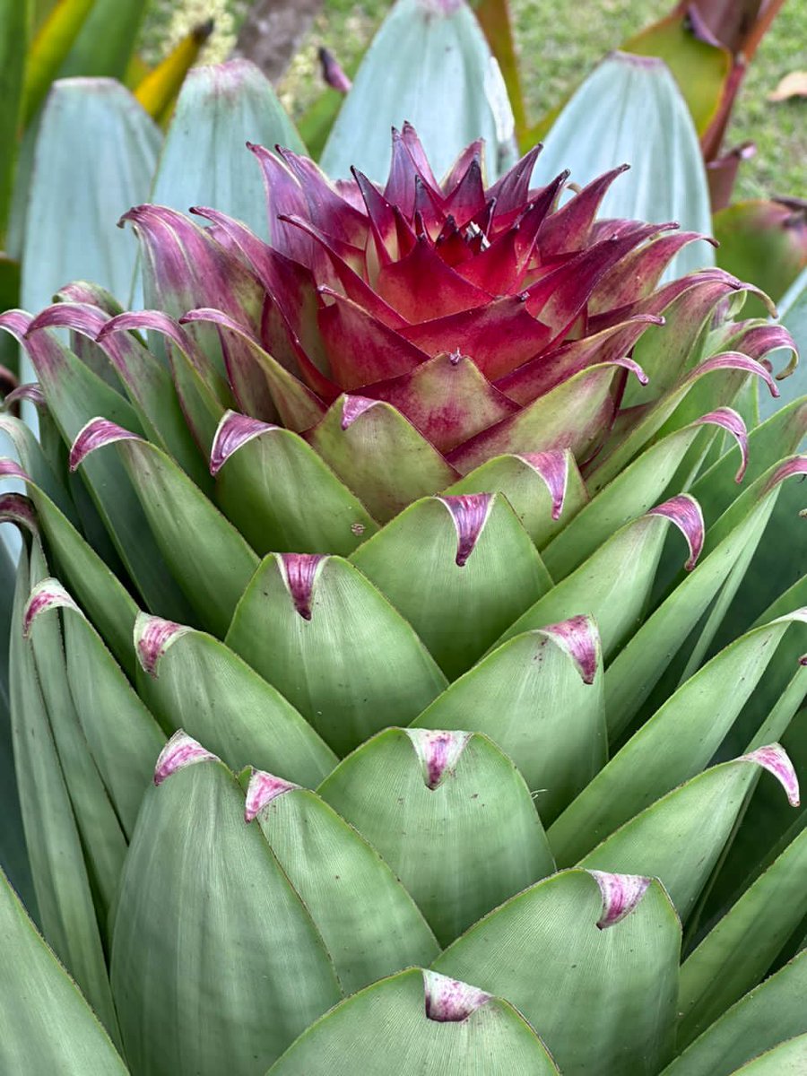 Topotepuy tweet media