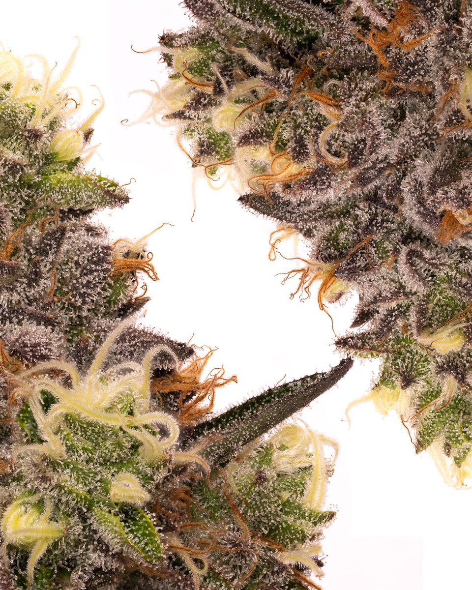 dcpremierfarms's tweet photo. RS 11 
#CannabisCommunity #cannabisculture #wakeandbake #StonerFam #stonergirls #WeedLovers #weedlife #cannabisusa https://t.co/rpYgil6we5