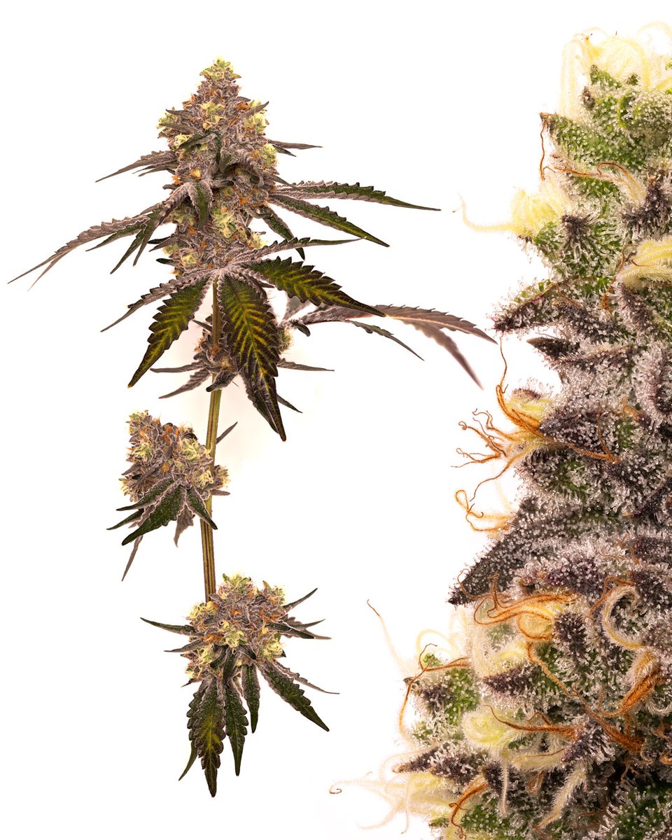 dcpremierfarms's tweet photo. RS 11 
#CannabisCommunity #cannabisculture #wakeandbake #StonerFam #stonergirls #WeedLovers #weedlife #cannabisusa https://t.co/rpYgil6we5