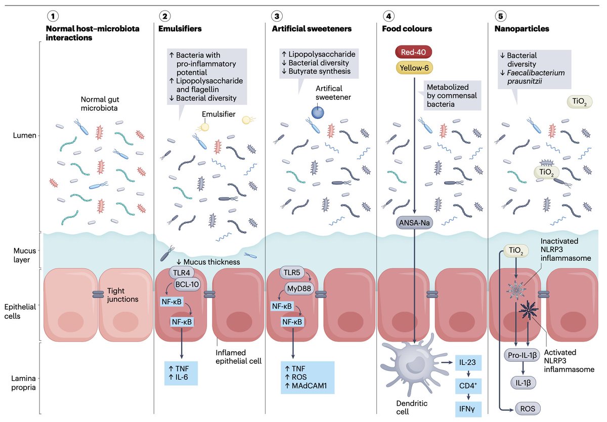 🚨You are what you eat‼️
✅Check out the fascinating review on how #UltraProcessedFoods and #FoodAdditives are impacting our #GutHealth & disease @NatRevGastroHep 🆕🔥
*⃣It is of utmost importance the food we eat and the #GutMicrobiota we have⚡️
▶️Hold the Door: #GutBarriers…