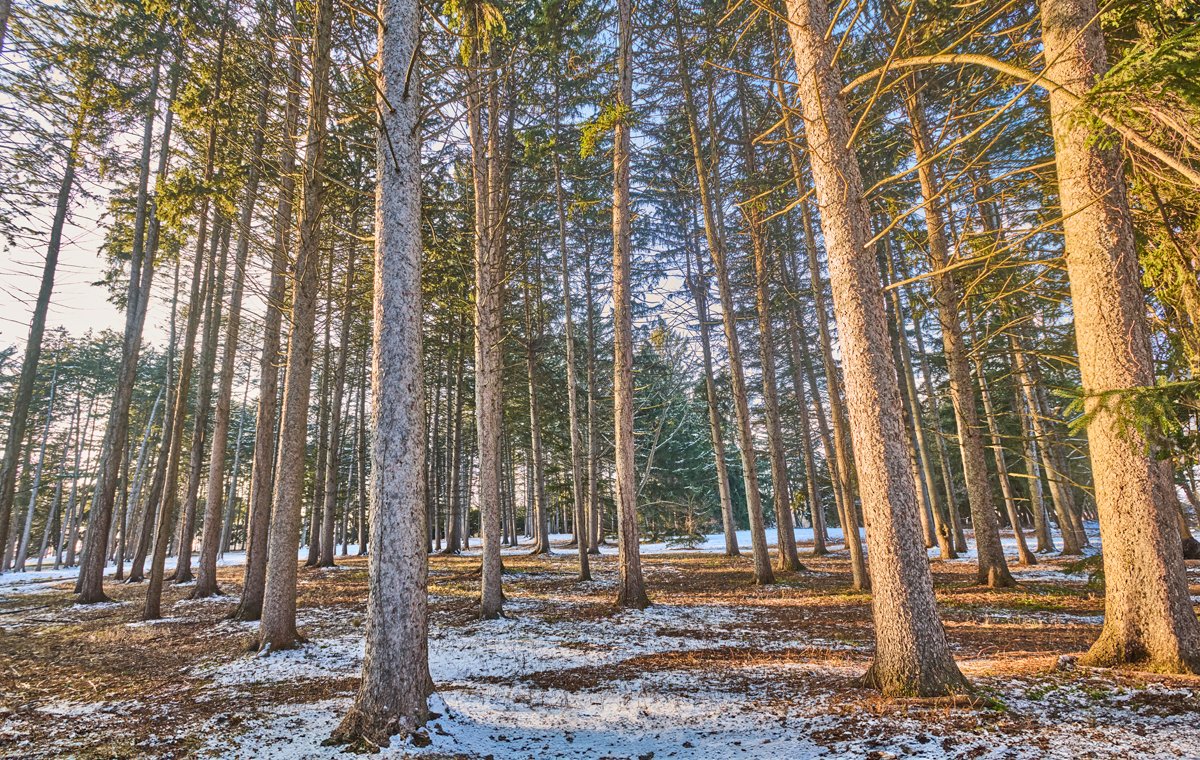 MortonArboretum's tweet photo. Enjoy a little #SundaySolitude with these tips from an Arboretum forest therapy guide. While walking outside, pause for a moment to consider what it feels like. Is it cold or warm? Breezy or still? How does the earth feel beneath your feet? What do you smell and hear? Next, walk slowly and notice when you experience a "sensory threshold," such as a change in temperature as you move from sun to shade. A threshold can be obvious or it can be subtle, like a different scent. Continue noticing these shifts in the way the environment feels as you go. 
Learn more about ways to immerse yourself in nature during a guided Forest Therapy Walk at the Arboretum on March 15 or 25 at https://t.co/fjOKyLG1dl. #ForestTherapy