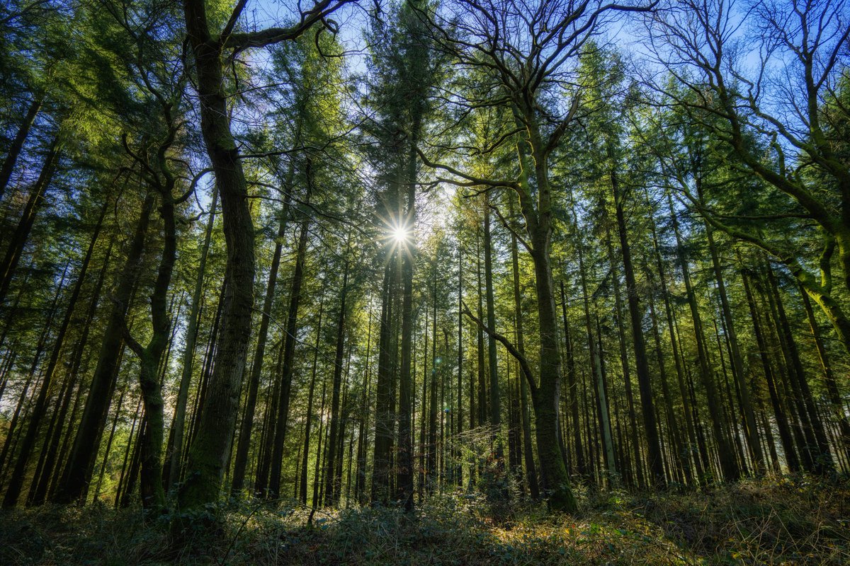 But not yet weary are our feet,
Still round the corner we may meet
A sudden tree or standing stone
That none have seen but we alone.
- J R R Tolkien 
.
Winter sun in #Shobdon Hill Woods, #Herefordshire ☀️🌳