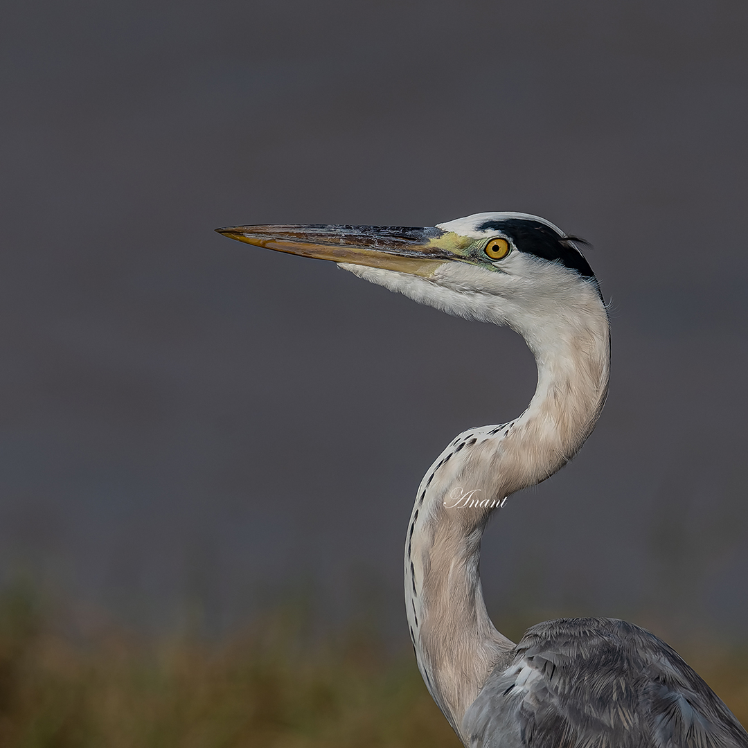 Grey Heron near Morbi, Gujarat
#birdingphotography #birders_gallery #beautifulbirds #world_bestnature #Birdwatching #bird #BirdPhotography #photographylovers #birding #photoMode  #TwitterNatureCommunity #BBCWildlifePOTD #ThePhotoHour #IndiAves #IndiWild @natgeoindia @NatGeoPhotos