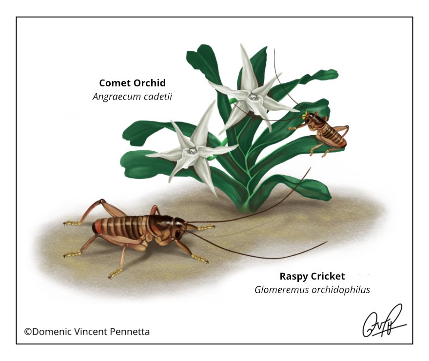 Throwback to 2010 when we found the first ever #cricket pollinator! My illustration of raspy crickets shows how they #pollinate an orchid species on the island of Réunion near Madagascar. 🌸 What other weird pollinators do you know?

#sciart #wildlifeart