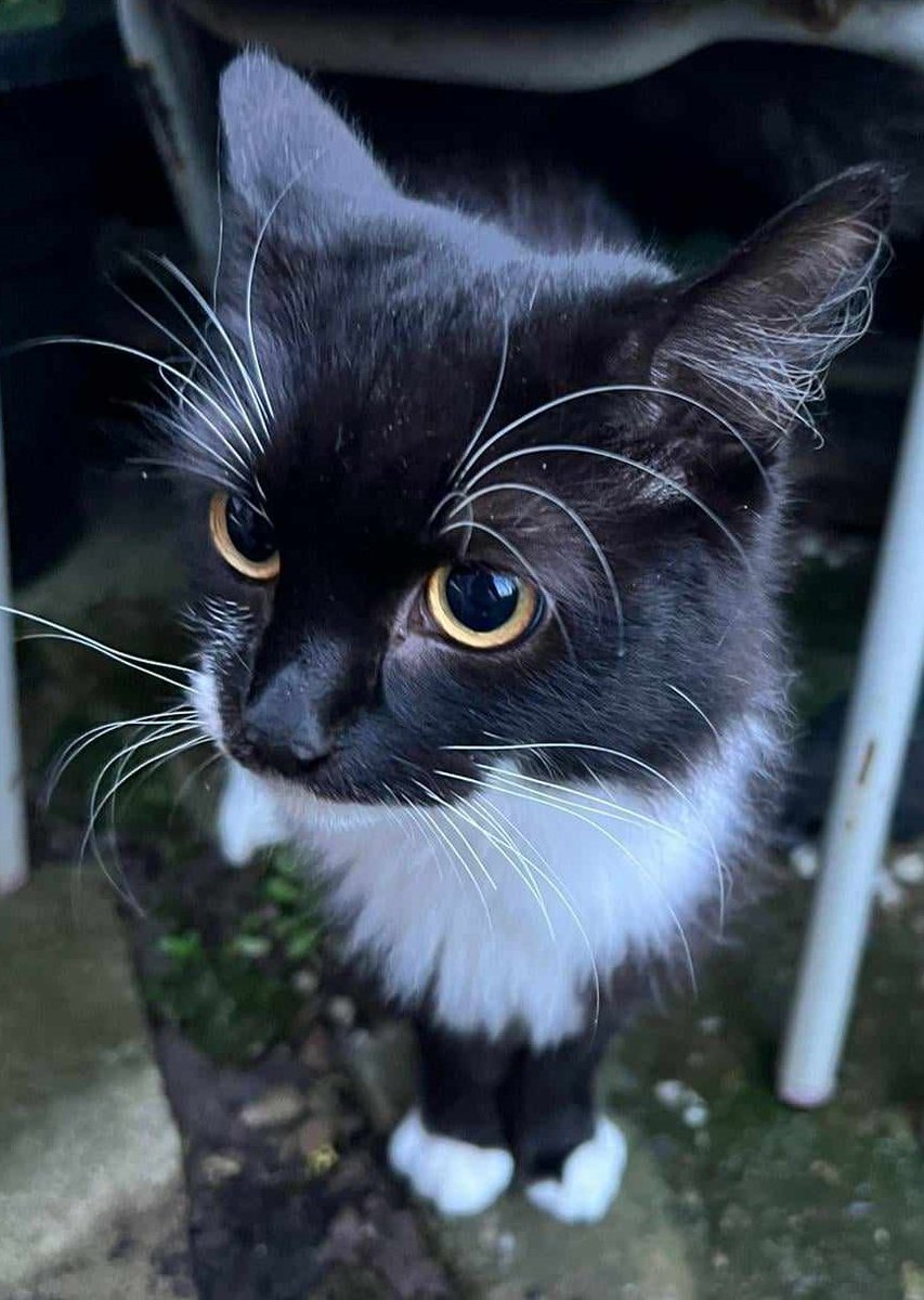 #FOUND #CAT UNKNOWN 
Cat Black & White Long haired Tuxedo 
#Found Barcicroft Road #Burnage #Manchester #M19  Thursday 22nd February 2024 
As there is no chip Proof of ownership will be required. 
If this is your cat please call
07918 559887 
#Foundcat 

doglost.co.uk/dog/190692