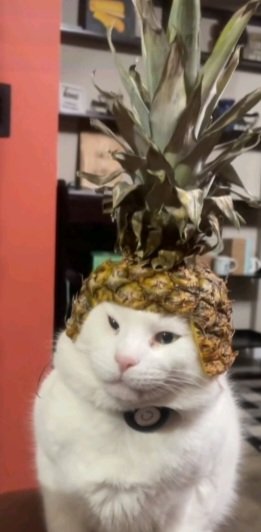 bernardbuzzo tweet media