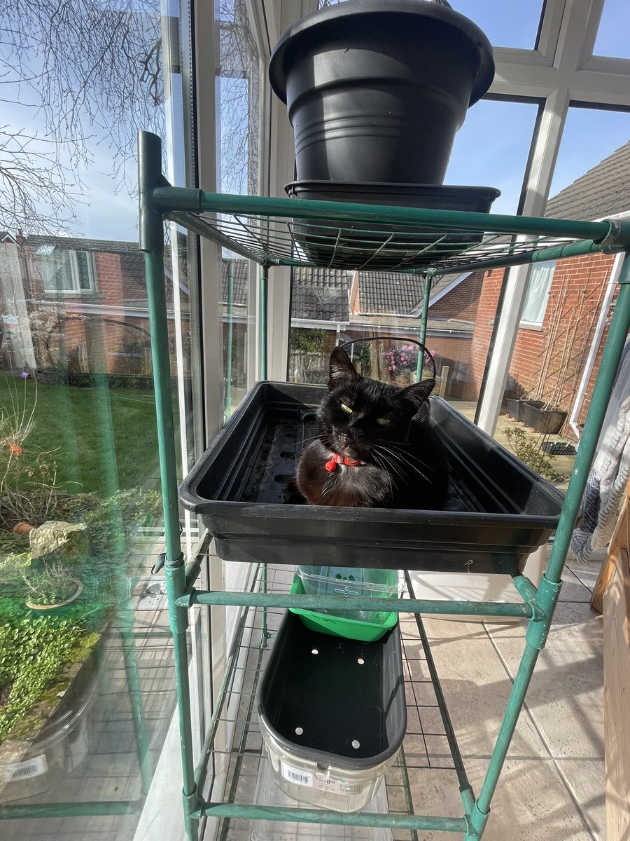 annacathperry's tweet photo. @GWmag I don’t remember planting this… https://t.co/4iGuk6jXV2
