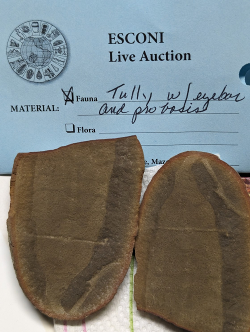 ESCONI's tweet photo. 2024 ESCONI Gem, Mineral, and Fossil Show - Preview #3! #fossils #show #paleontology #geology #illinois #statefossil #pennsylvanian #tullymonster #pit11
https://t.co/wV5WARu3T1 https://t.co/dyMPhRwzzz