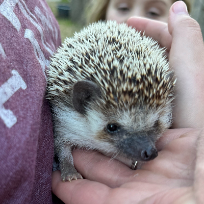 austinanimals's tweet photo. #HomeToHome Courtesy Post

Archie the hedgehog is looking for a new home. His current folks say that he is shy initially, but warms up the more you hold him and play with him!

Learn more and reach out to Archie's owners here: https://t.co/iXDjzZnwPP https://t.co/FZgFaAPsFB