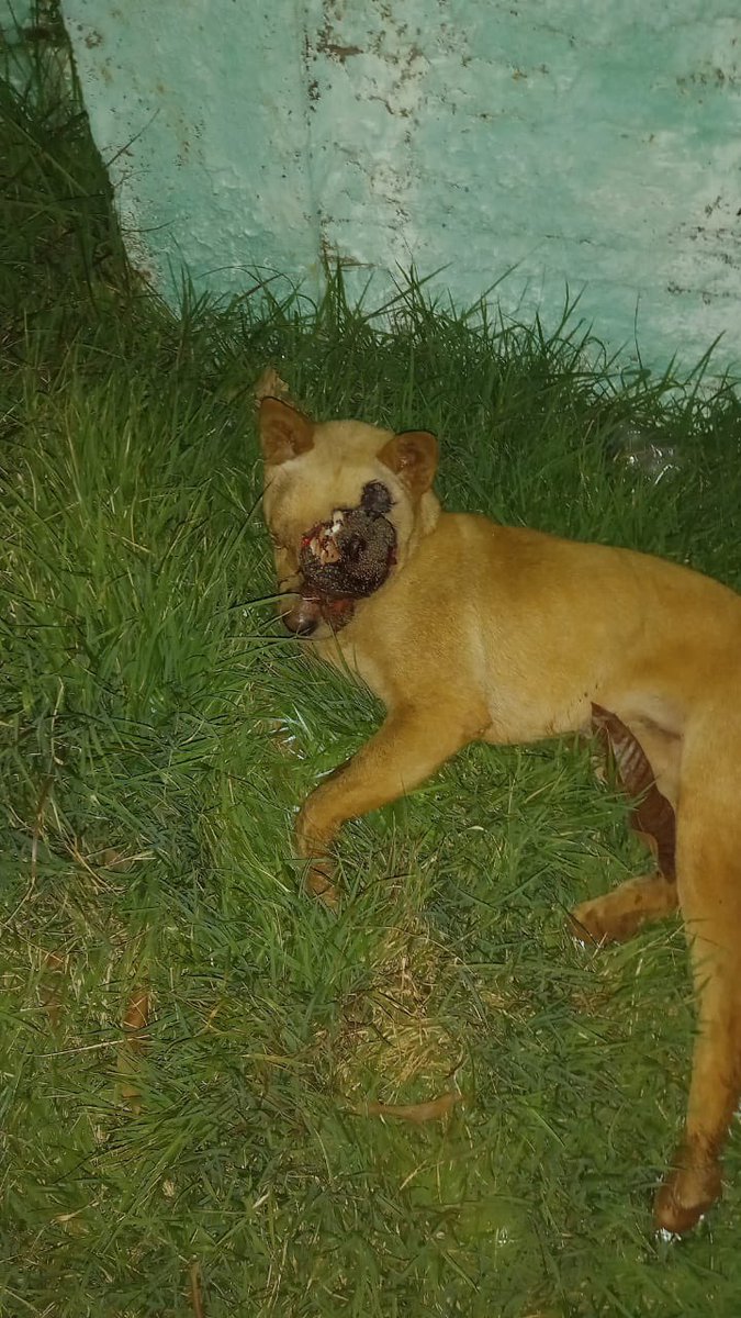 AJUDA COM RT, POR FAVOR!

gente, esse cachorrinho foi encontrado na minha cidade nesse estado, a ong que sou voluntária está fazendo uma vaquinha para arcar com os custos do tratamento dele.

FOTO COM UM FERIMENTO EXPOSTO!

segue a thread;