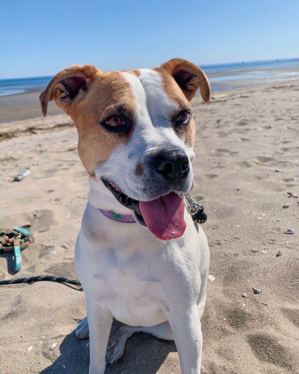 Rosie loves the beach! 🏖 There's only one week left, and then it's spring break, Pioneers. 📸: Jodi Seymour P '24, '25 #WeAreSHU #SHUPets