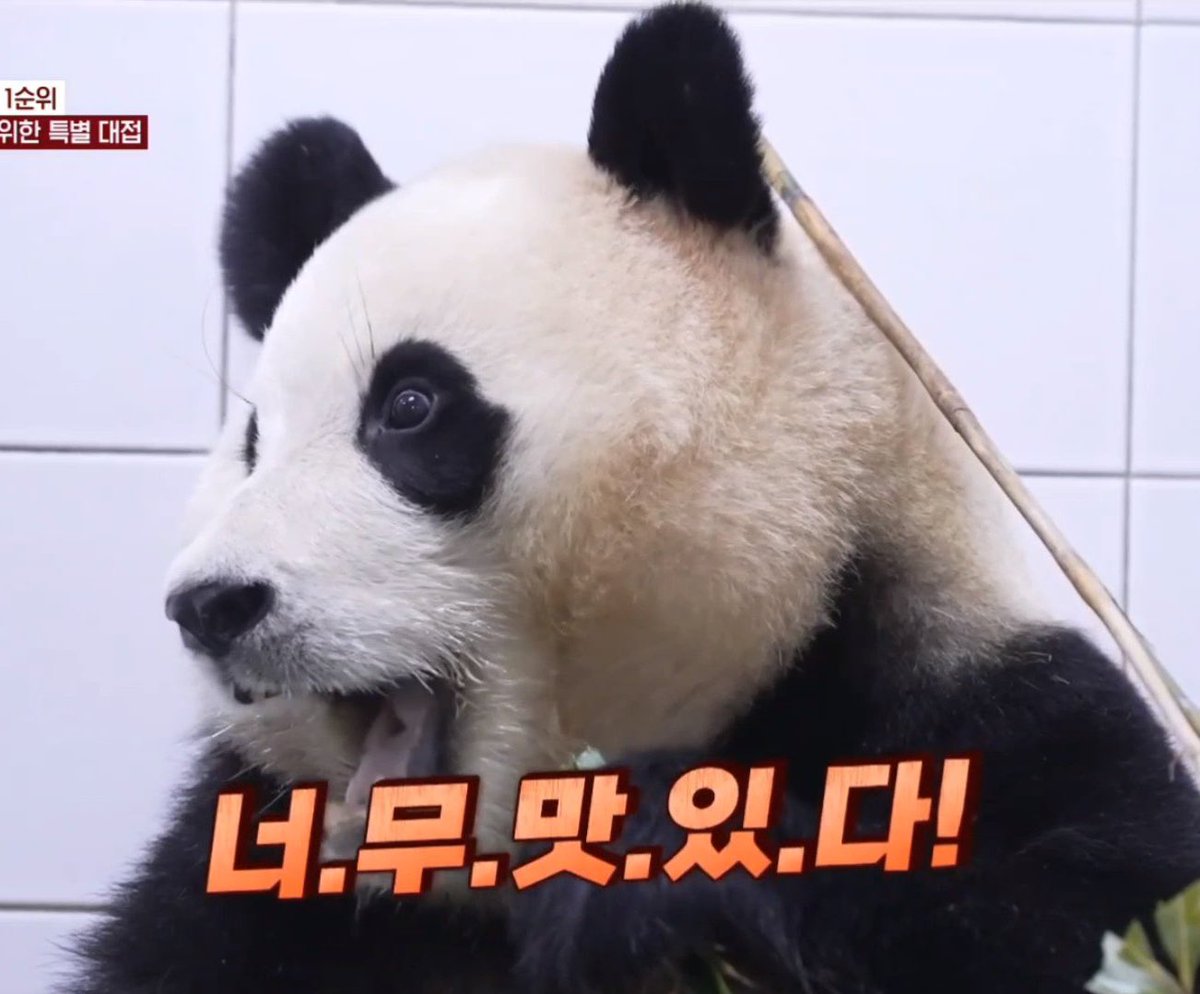 너무 맛있음을 표현하는 짤이 널리고 널렸지만
내 감정과 표정 상태를 완벽히 표현해 주는 짤은 없었는데
푸바오가 그걸 해냈다