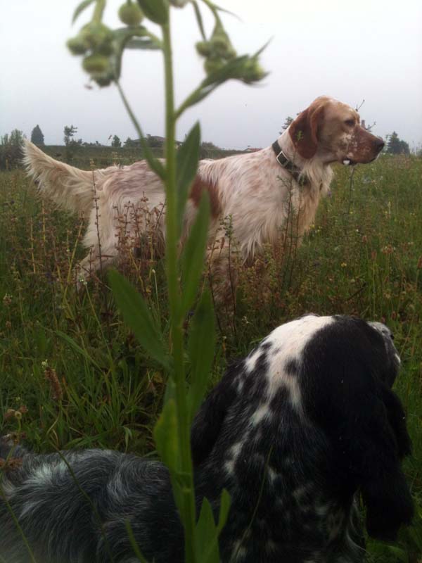 Oppis's tweet photo. There’s a new article on my blog… that I think you might find interesting to check it out… https://t.co/XcVAmbdixo #Dogs #EnglishSetter #Secrets #Setter #Specialist #Tips https://t.co/i4yhONvRhI