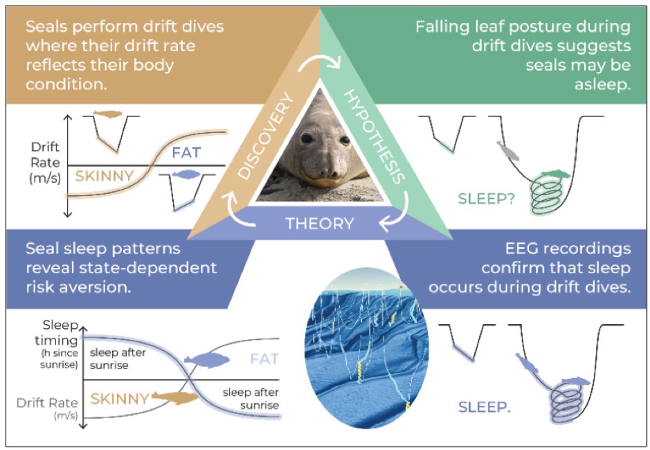 Biologging for the future: how biologgers can help solve fundamental questions, from individuals to ecosystems doi.org/10.32942/X2TK66