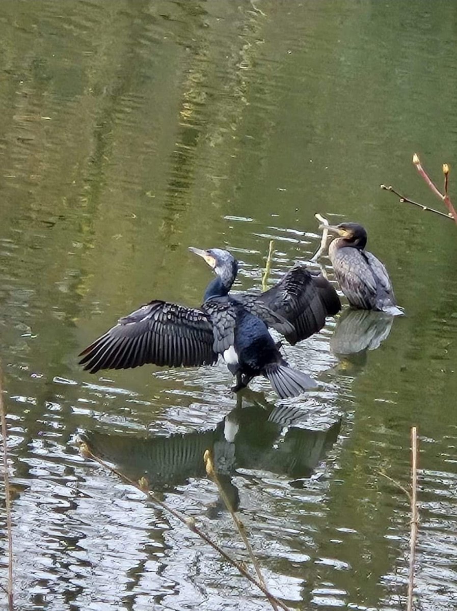 Sorcha Eastwood MP tweet media