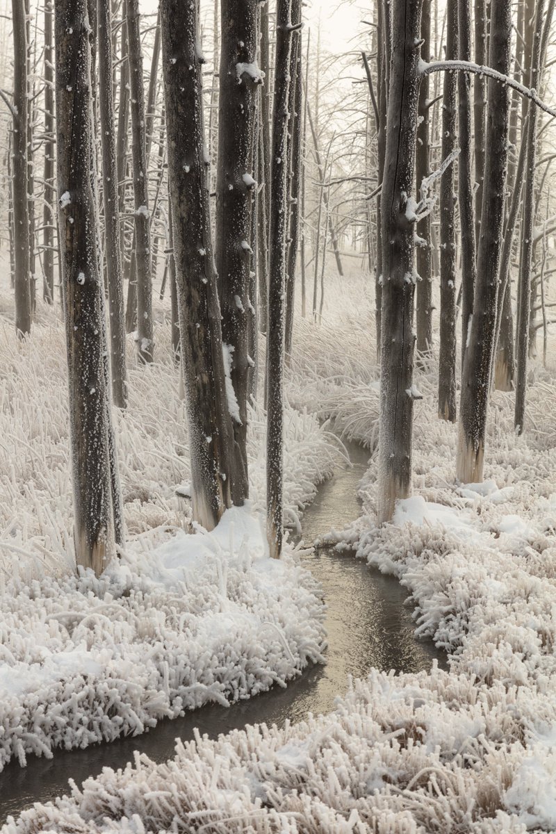A beautiful phenomenon with a funny name, hoarfrost forms during clear, calm nights turning America’s public lands into picturesque winter wonderlands.

Photo at @yellowstonenps by Jacob W. Frank / NPS