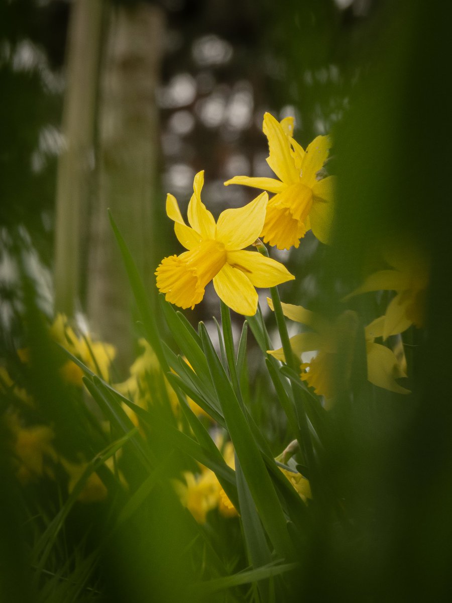 Daffodils 💛🌿

#flower #flowerphotography #Flowers #nature #NaturePhotography #plants #yellow #photography #photo #gloucester #naturelovers #green #ThePhotoHour #stormhour #beauty #plantphotography