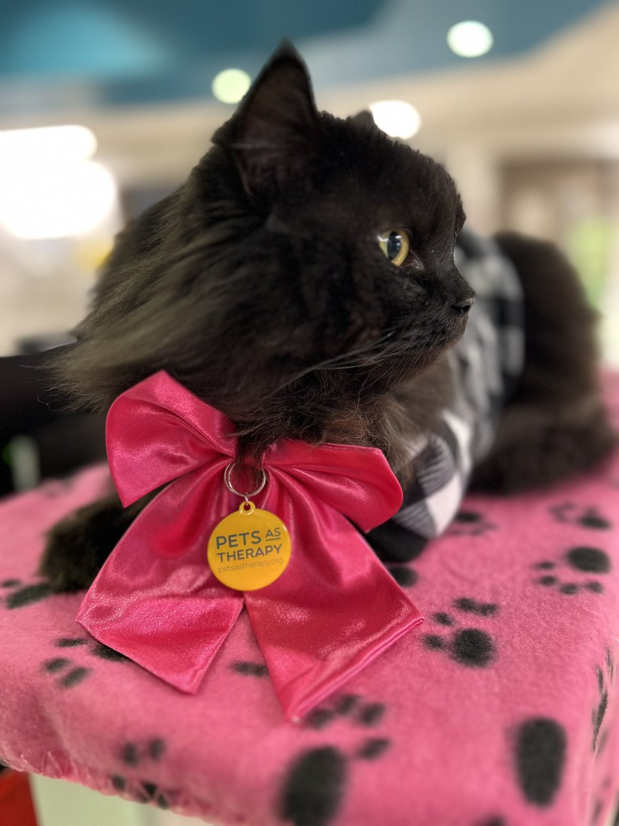 Sharing cat joy at @RoyalLondonHosp 🐾 I’m a registered 🐈‍⬛ with @PetsAsTherapyUK and I team up with @NHSBartsHealth & @BartsVolunteers #catjoy #catlove #volunteering #cats #pawsitivity #therapycat #kindness #petsastherapy #sunday