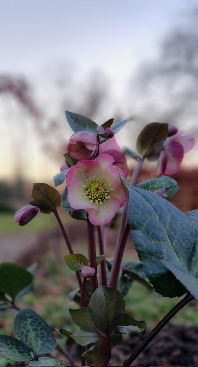 Hellebore Penny's Pink is now enjoying her new life in my greenhouse 🌸💕 #Flowers #GardeningX