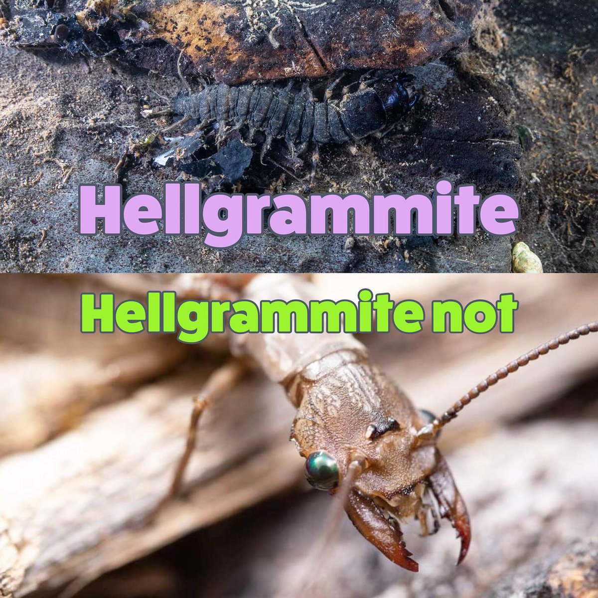 USFWS Fisheries on X: Hellgrammite. Hellgrammite not