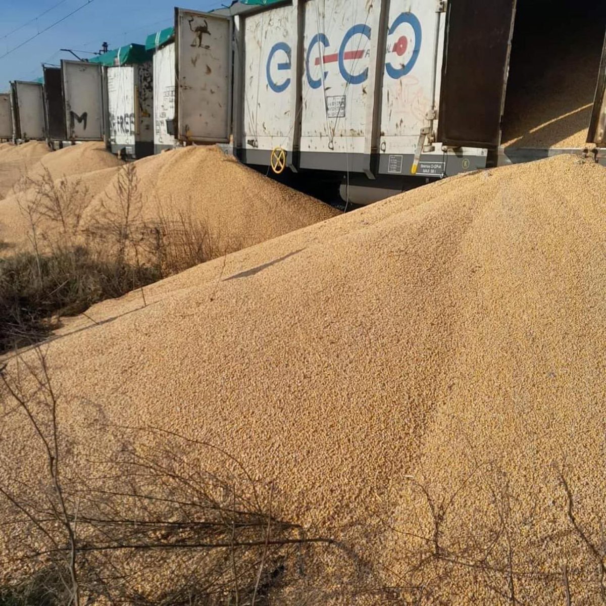 Megatron_ron's tweet photo. ⚡ 🇵🇱 These pictures show 160 tons of destroyed Ukrainian grain in Poland.

This grain is owned by several large corporations in the world, which produce the grain in Ukraine and flood the European market at much lower prices than the European farmers can offer.  

All this is part of the agenda to destroy the farmers in Europe, all with the goal of all food production falling into the hands of a few large corporations.

But Polish farmers have found a way to prevent that.

https://t.co/0LWwK3vm7y