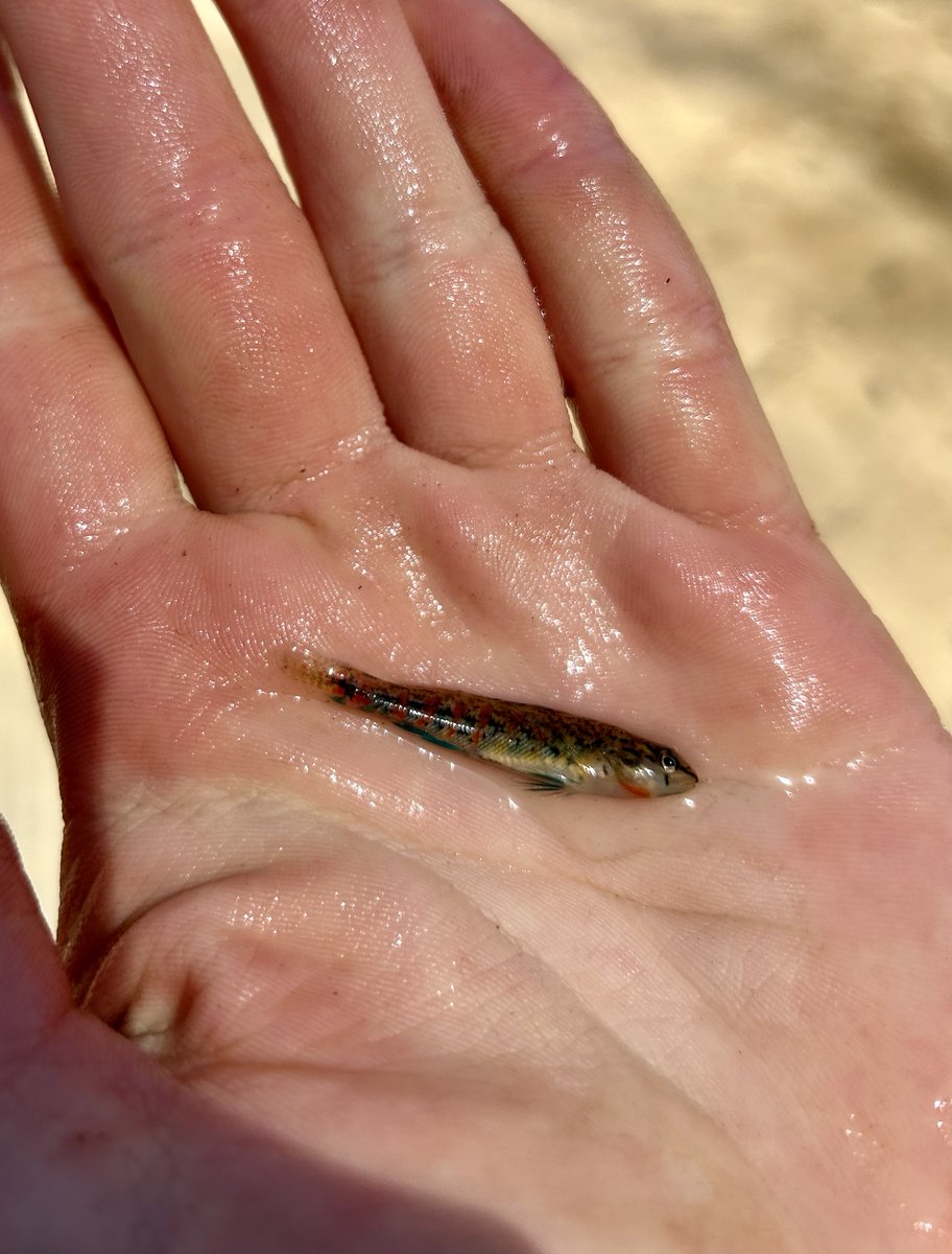 I went to Arkansas, it's a cool place with cool fish.