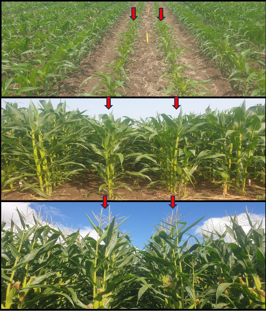 Slow growth plants can catch up eventually