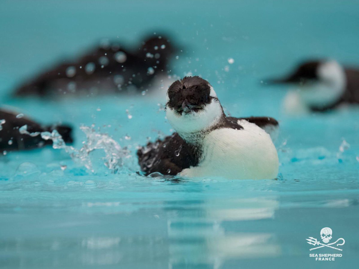 Échouages sans précédent d’oiseaux marins (alcidés) sur les plages françaises

Important : si vous trouvez des oiseaux marins en détresse contactez le Sea Shepherd Rescue Center au : 07 65 17 22 88 

Depuis cinq semaines, nos équipes patrouillent sur les plages de Vendée. Nous