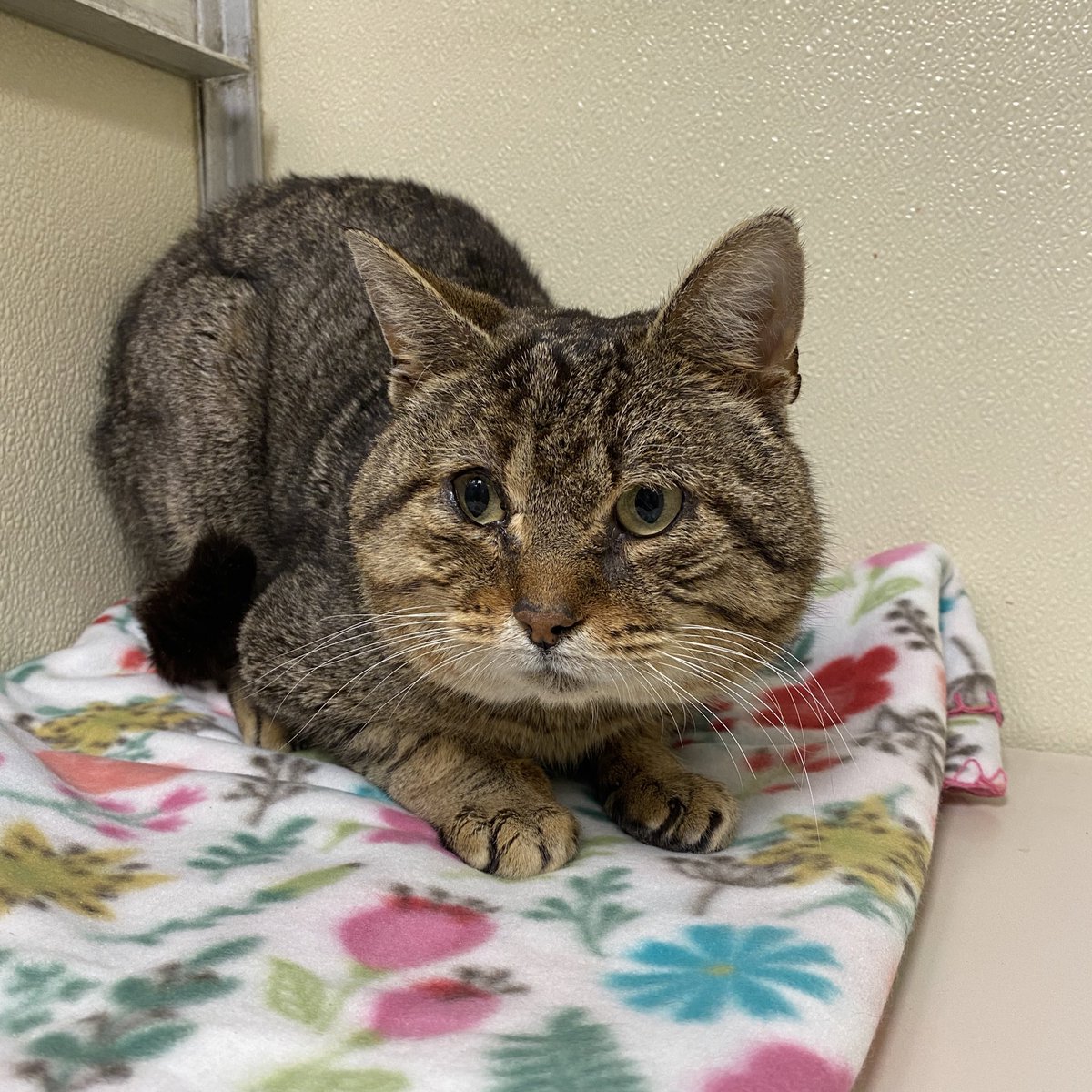 Cantaloupe is new to our adoption floor! He’s a super sweet senior who loves snacks and chin rubs. Please help us find him a home. 

📍 Blackwood, NJ 

#adopt #sheltercats #catlover