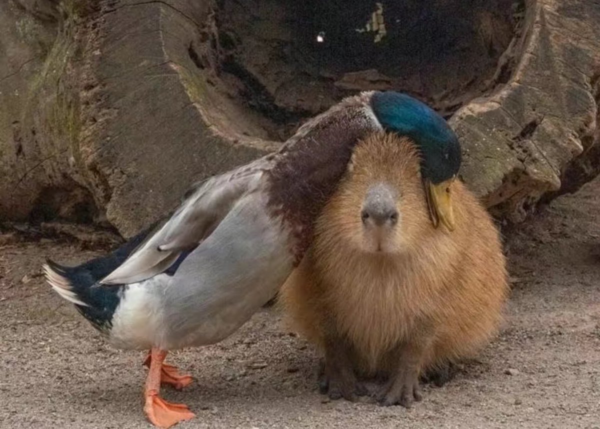 CAPYBARA_MAN tweet picture