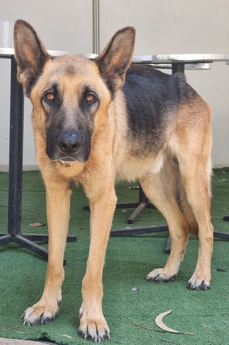 eltuitdemarsh's tweet photo. Pastor alemán, presumiblemente, perdido. Se encuentra en el Club de campo centro español en Quilpué. Está flaquito, es muy amable y tiene collar. Favor RT por si su familia lo está buscando u otra desea adoptarlo!
#Quilpué https://t.co/tDm3mr5Puo