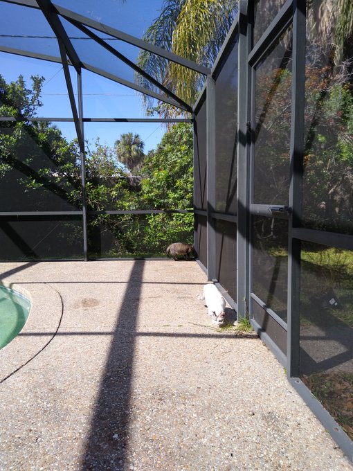 Kitties on the pool deck. https://t.co/lJynutsCEZ<a href="/tag/bbw"class="tags"><span>#bbw</span></a><a href="/tag/bigboobs"class="tags"><span>#bigboobs</span></a><a href="/tag/busty"class="tags"><span>#busty</span></a><a href="/tag/milf"class="tags"><span>#milf</span></a><a href="/tag/onlyfans"class="tags"><span>#onlyfans</span></a>