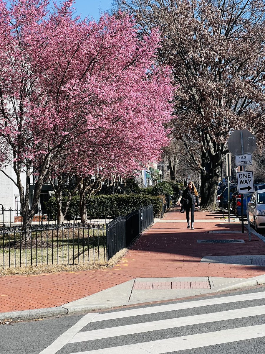 We’re cheering you on, Spring!
#dc #dupontcircle #springfever