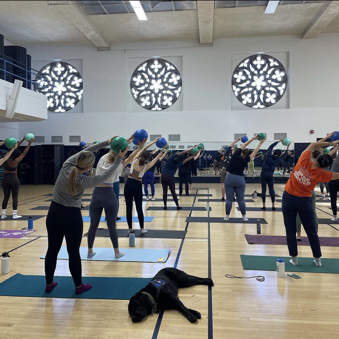 YaleCampusRec's tweet photo. Here is a photo recap of our recent special event classes, Puppies &amp; Pilates! 🐾🐶

Make sure to check out our upcoming events and other classes we have to offer! 🤩

#yalebulldogs https://t.co/o5M60lRBP0