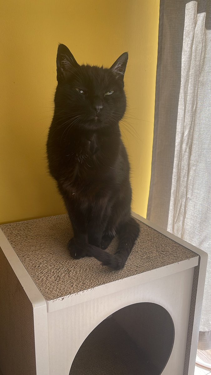 urovoros's tweet photo. En media hora vienen a dormir a Negrita. Tiene ya daño irreparable en sus riñones. 

La rescatamos hace 13 años de la calle (o, más bien, ella nos rescató). Borges decía que los gatos habitan otro tiempo: uno cerrado y secreto como un sueño. Ahí te veré. https://t.co/BvbcllMo6s