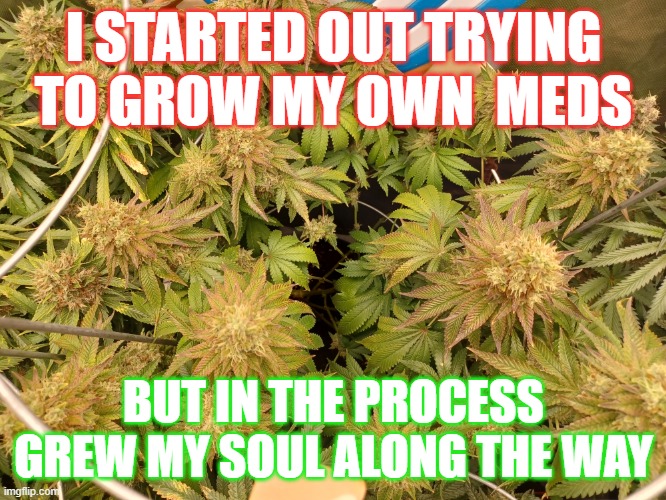 I've had some people look at me like I am some kind of master grower or something.

Nothing could be further from the truth.

I'm just a beginner in the growers world and I'm not here to larp.

I started in Oct of 2021 with some bag seed.

My first order was with Irvine in Dec of
