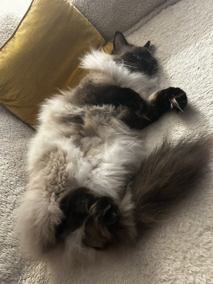 BaileyRagdoll_'s tweet photo. Just had a belly full of chicken and I'm officially in a food coma for the day. #sundaysnoozing #catsofx https://t.co/nVVLVNREPs