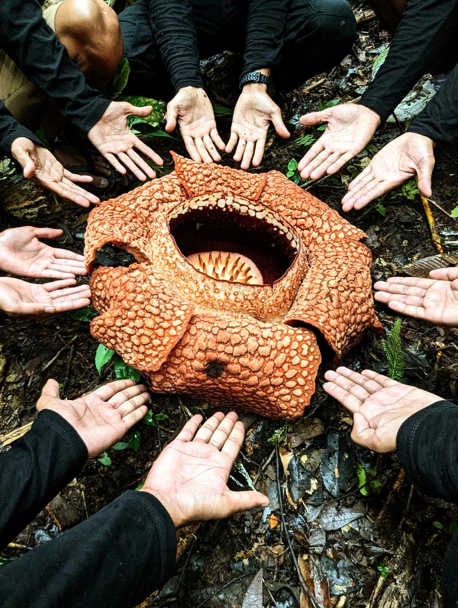 We heard chainsaws in the distance as we admired this miracle of nature: the sound of a fast-approaching future. The guys here told me that of the 80 Rafflesia populations that were in central Bengkulu 10 years ago, only 20 remain. You're too special to lose: let's do better 🙏🏻