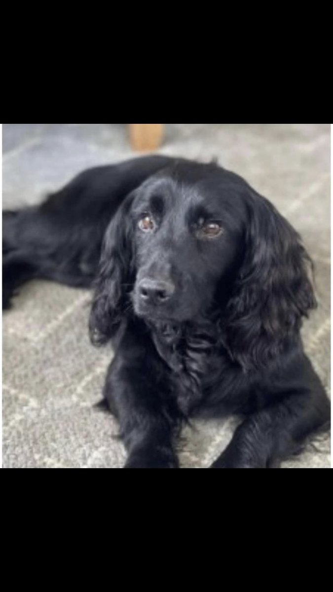 RachaelB100's tweet photo. JED
Now sadly #Missing 1 year on 7/2/2023
#Underley #Collington #Bromyard #Herefordshire #HR7
#Chipped #ScanThatChip #CockerSpaniel #TheftByFinding #PetTheft
https://t.co/q9wZwtuOi9 https://t.co/0QBCBe6IVR