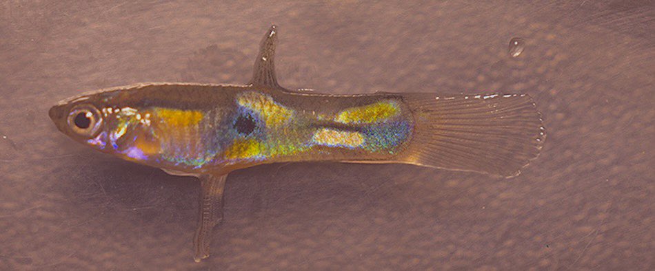 Alexa G. Guerrera tweet media