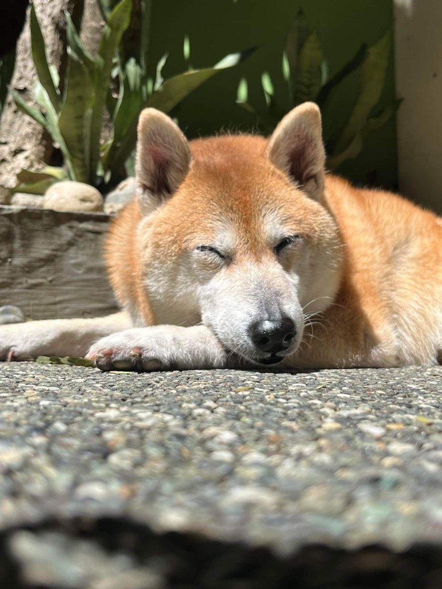 My dog needs to photosynthesize🌱