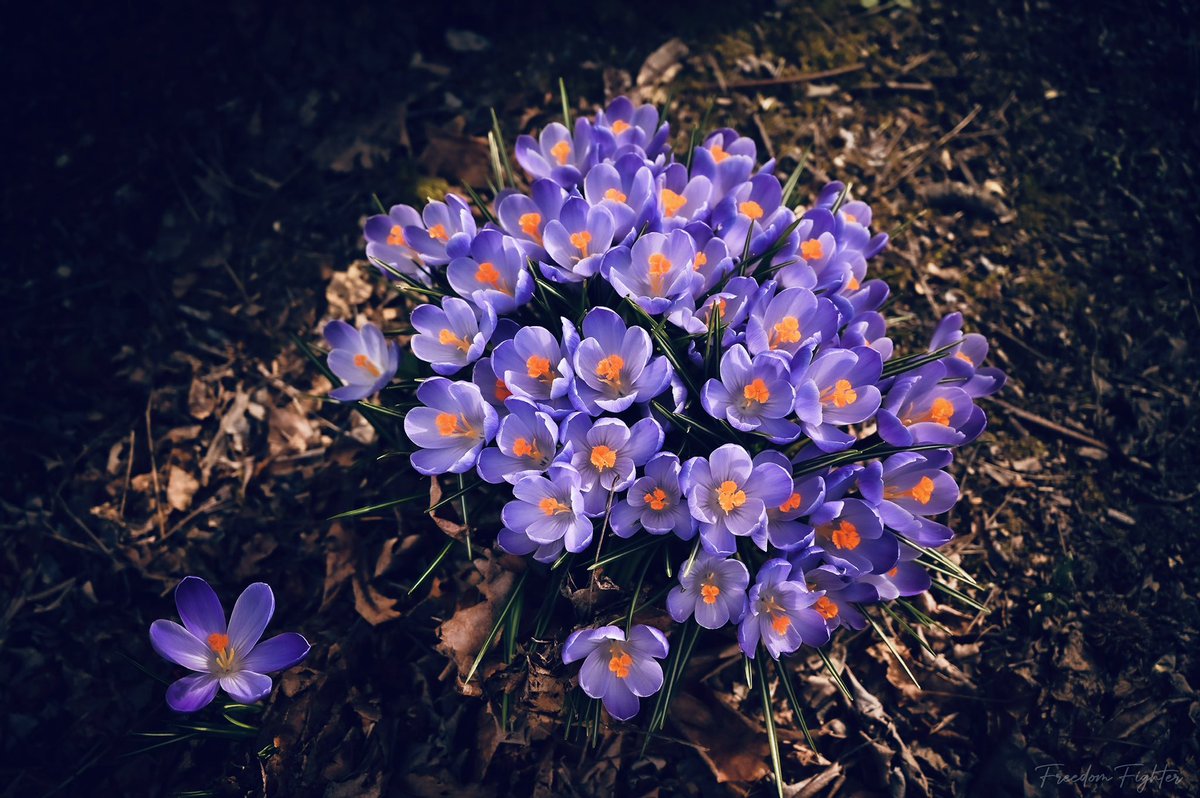 Freedom Fighter tweet media