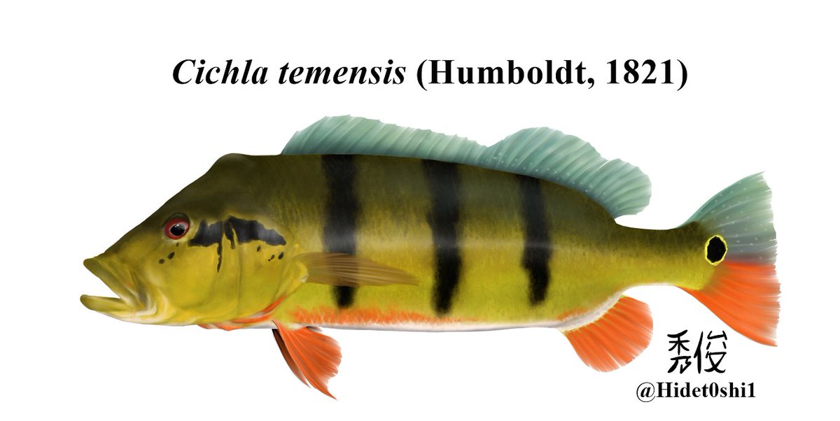 Reposting the giant peacock bass for the #SundayFishSketch theme of best freshwater fish. While I think catfish and river elasmobranchs are still better, the Tucunaré-açú is still high up in my list.