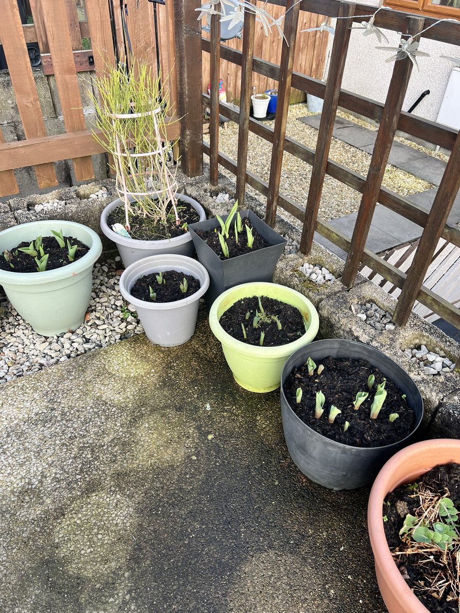 Bulbs appearing 👏👏