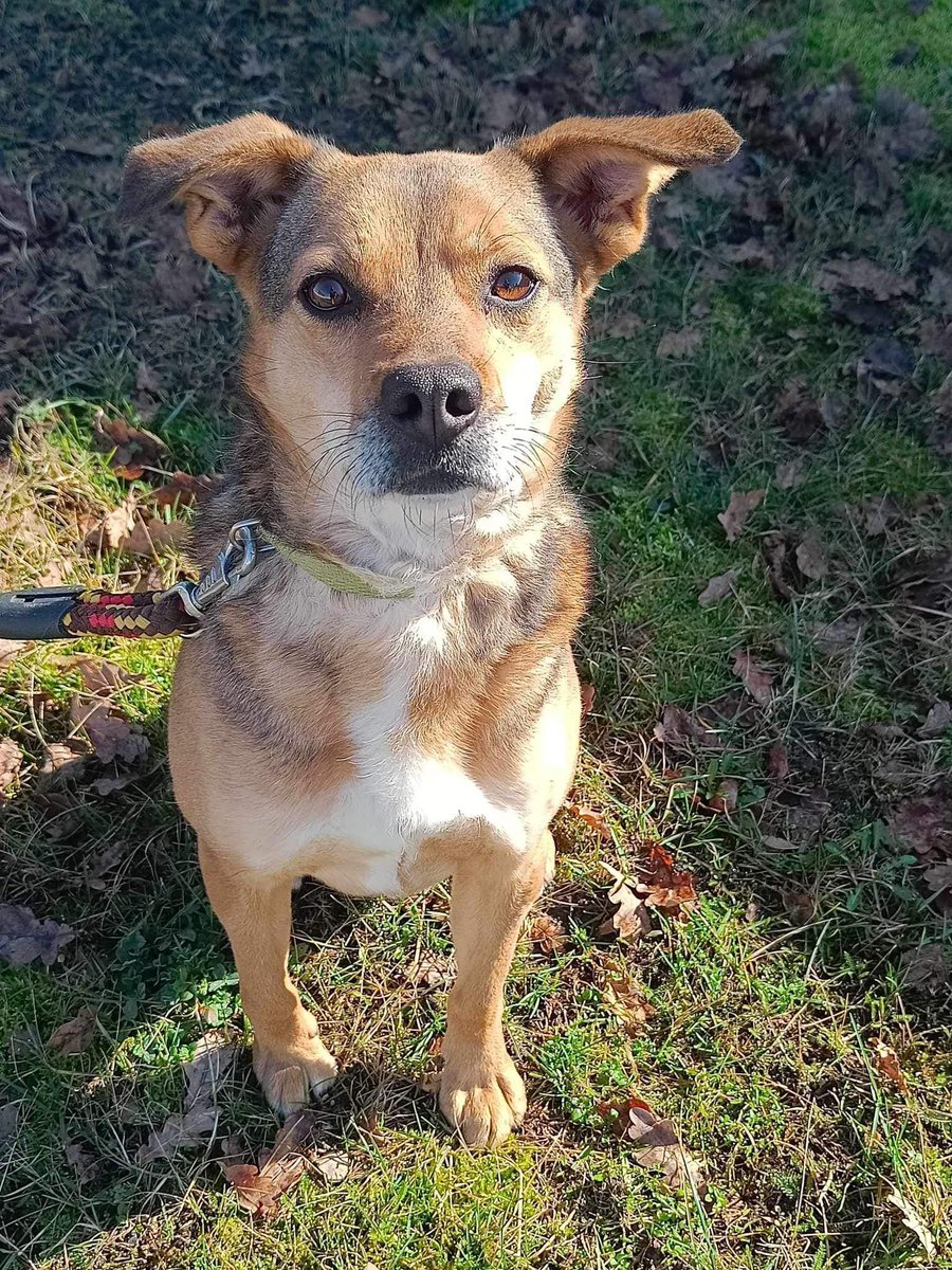 AnnaSernawit's tweet image. Kolejny pies z serii zapomnianych.. telefon nie zadzwonił o niego ani razu😭
Bo brzydki?Bo zbyt pospolity?Czego mu tak naprawdę brakuje?
Domu.. Joe szuka domu już dłuższy czas. Ma 2 lata pełną profilaktykę weterynaryjną,na smyczy trochę ciągnie,waży 12 kg.. to zbyt mało prawda?