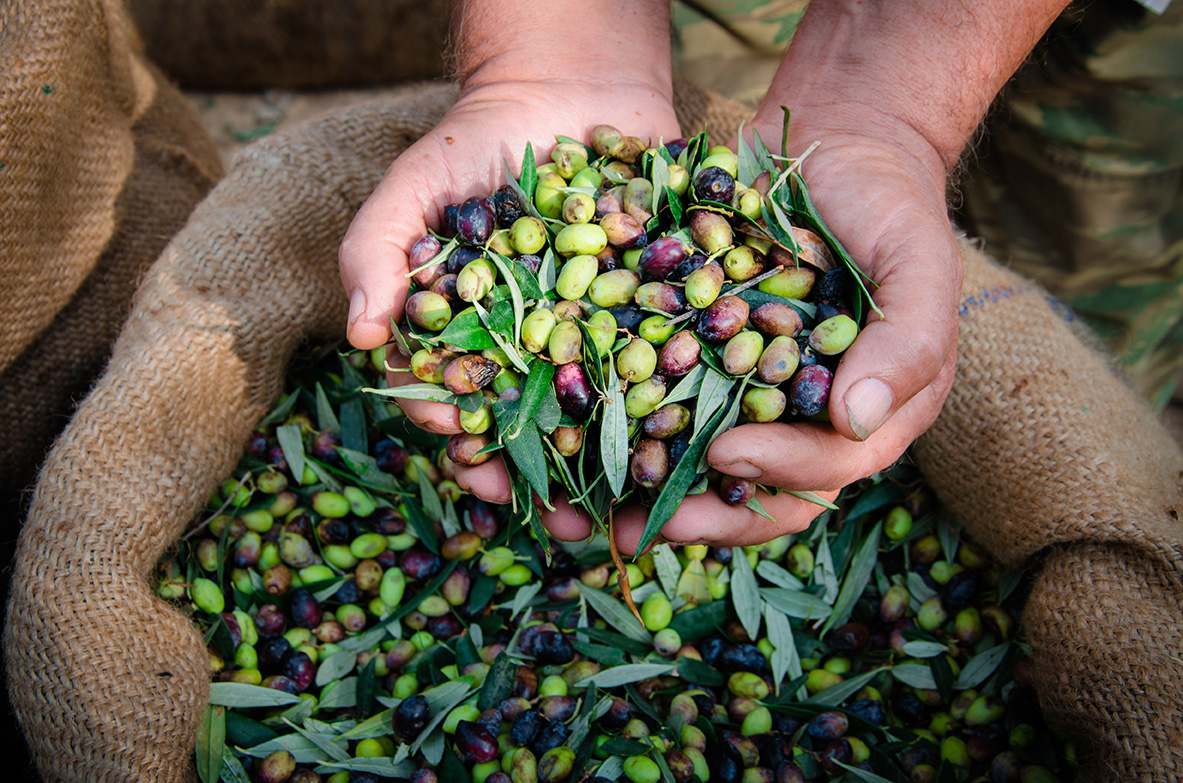 diba's tweet image. 👩‍🌾Vols dedicar-te a l’agricultura i no véns de família pagesa? Editem la guia 'L'aventura de ser pagès' amb 10 consells perquè aconsegueixis emprendre amb èxit el teu negoci agrari #BCNSmartRural #som311 #ODSDiba @BcnSmartRural 👇

✅bit.ly/GuiaLAventurad…