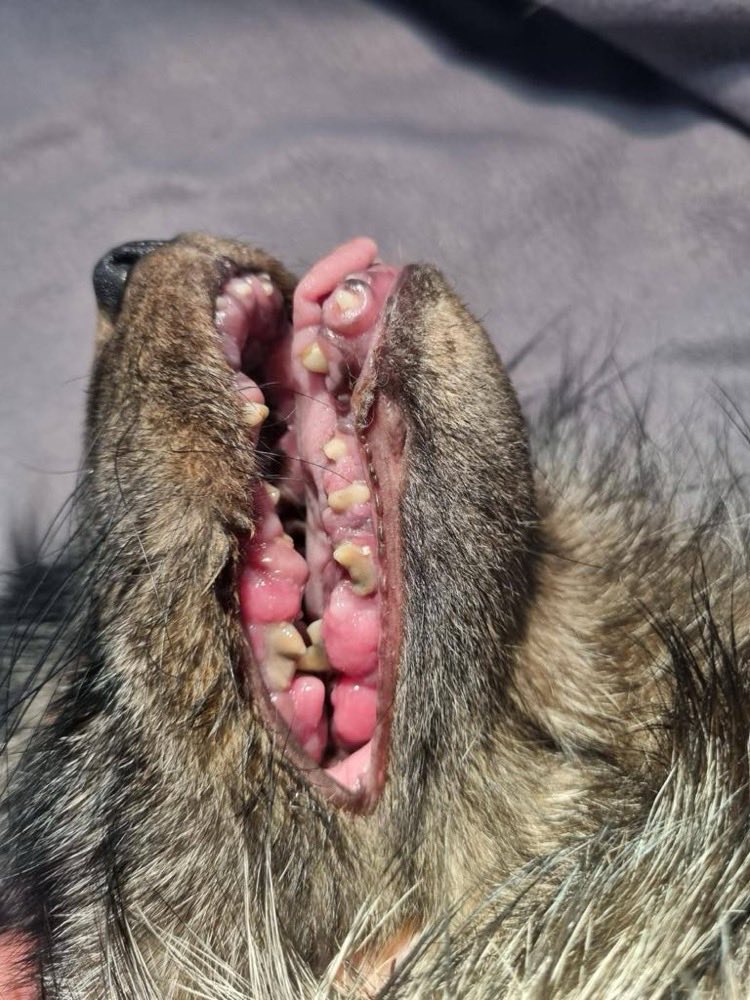 andrew_skowron's tweet photo. Tak hodowcy zwierząt futerkowych dbają o swoje zwierzęta . #fur #futro #lis @MRiRW_GOV_PL @szymon_holownia @donaldtusk https://t.co/mK7vVyPE3h