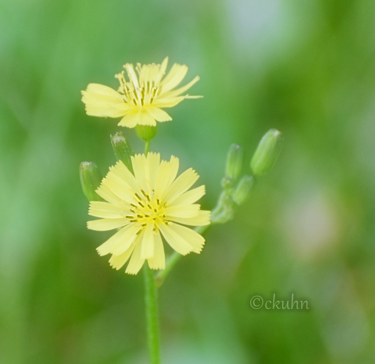 #SundayYellow #Hawksbeard #Wildflowers #Nature #NaturePhotography #SpringIsInTheAir