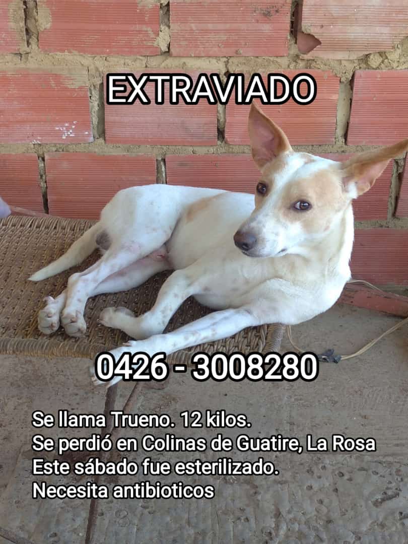 Kathy14903798's tweet photo. 🚨🚨🚨urgente , trueno fue castrado ayer 24/02  en la jornada de angeles peludos en la campiña por favor si lo ven avisen al número del https://t.co/5w4rqCsqho perdió en Colinas de Guatire. Sus dueños lo están buscando 🙏🏻🙏🏻🙏🏻🙏🏻🙏🏻🙏🏻🙏🏻🙏🏻🙏🏻 https://t.co/PCwYbouS31